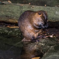 Coypu
